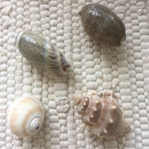 COASTAL SHELL MAGNETS